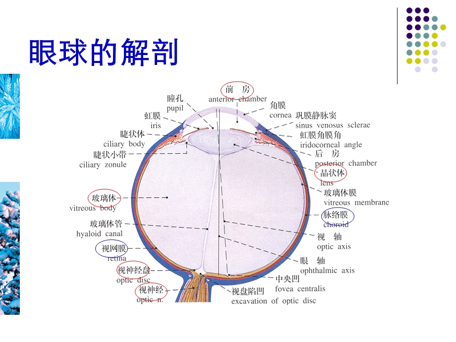 眼部疾病的超声诊断.ppt_第2页