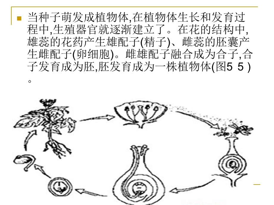 种子植物的有性生殖和发育.ppt_第3页