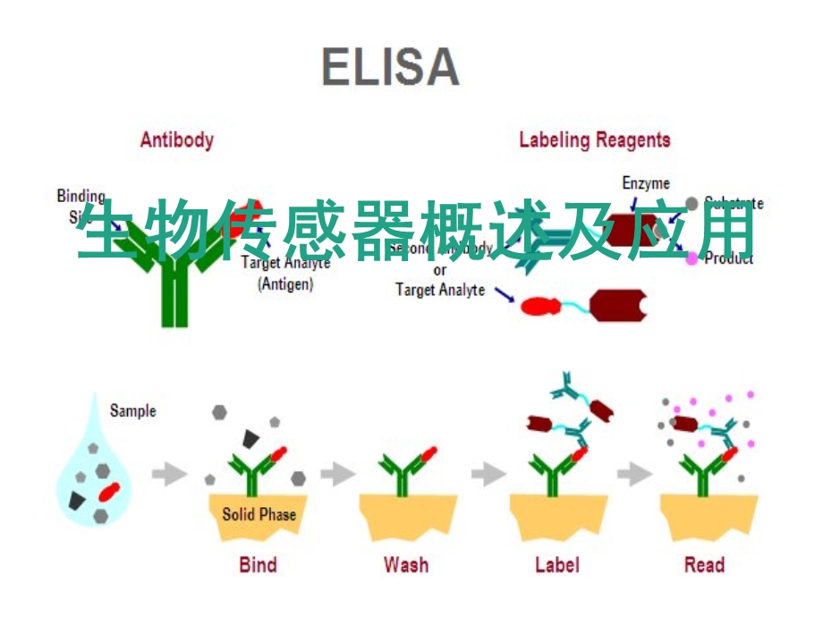 生物传感器概述及应用.ppt_第1页