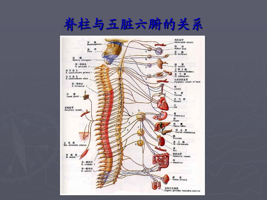 脊柱与五脏六腑的关系.ppt_第1页