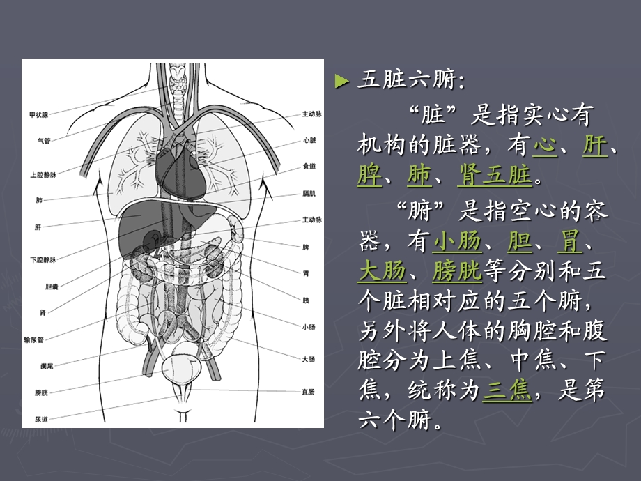 脊柱与五脏六腑的关系.ppt_第3页