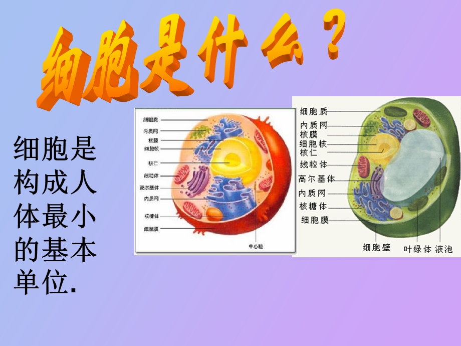 细胞营养与健康.ppt_第2页