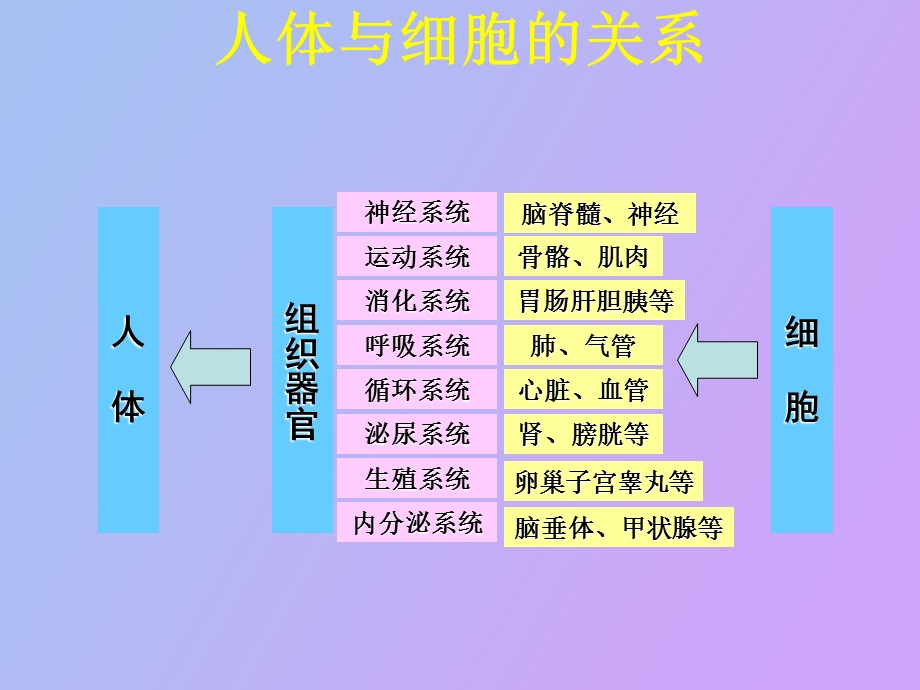 细胞营养与健康.ppt_第3页