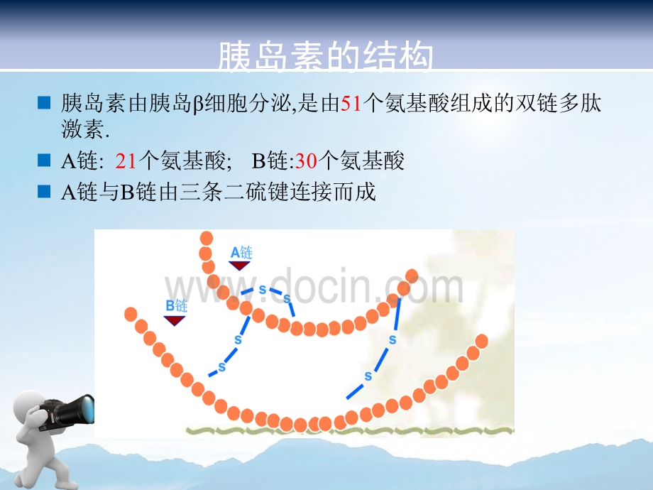 胰岛素分类及作用特点.ppt_第3页