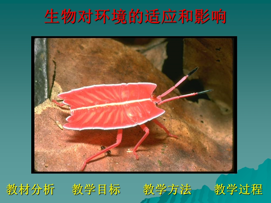 生物对环境的适应和影响PPT课件.ppt_第2页