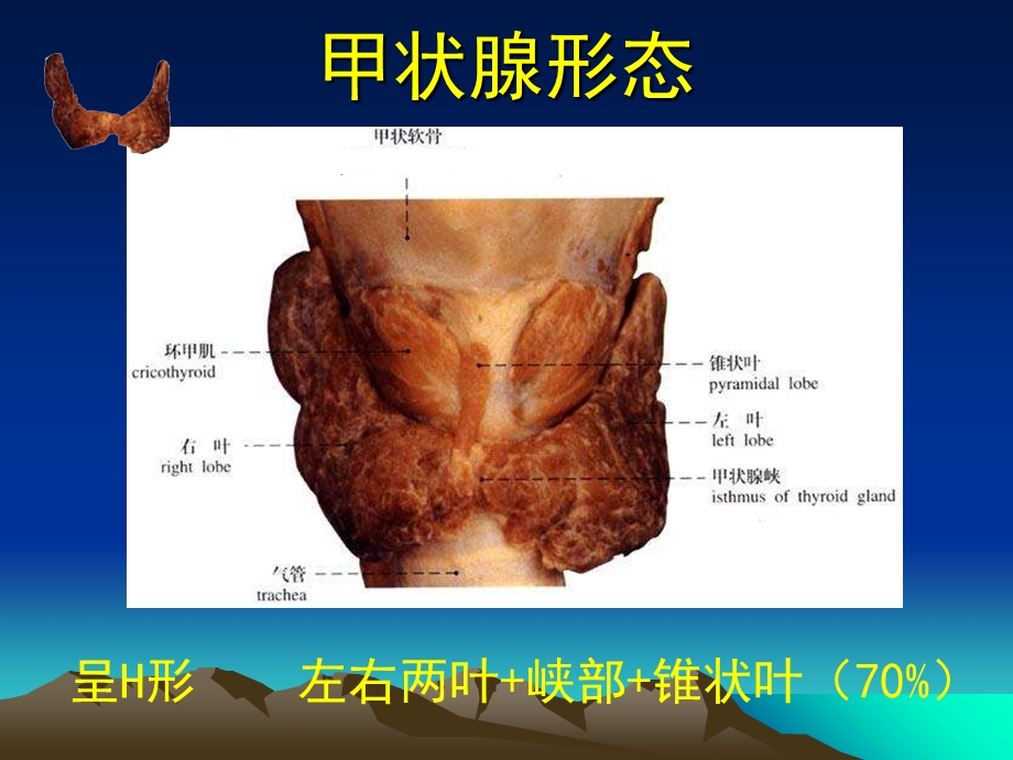 甲状腺解剖生理概要及临床意义.ppt_第3页