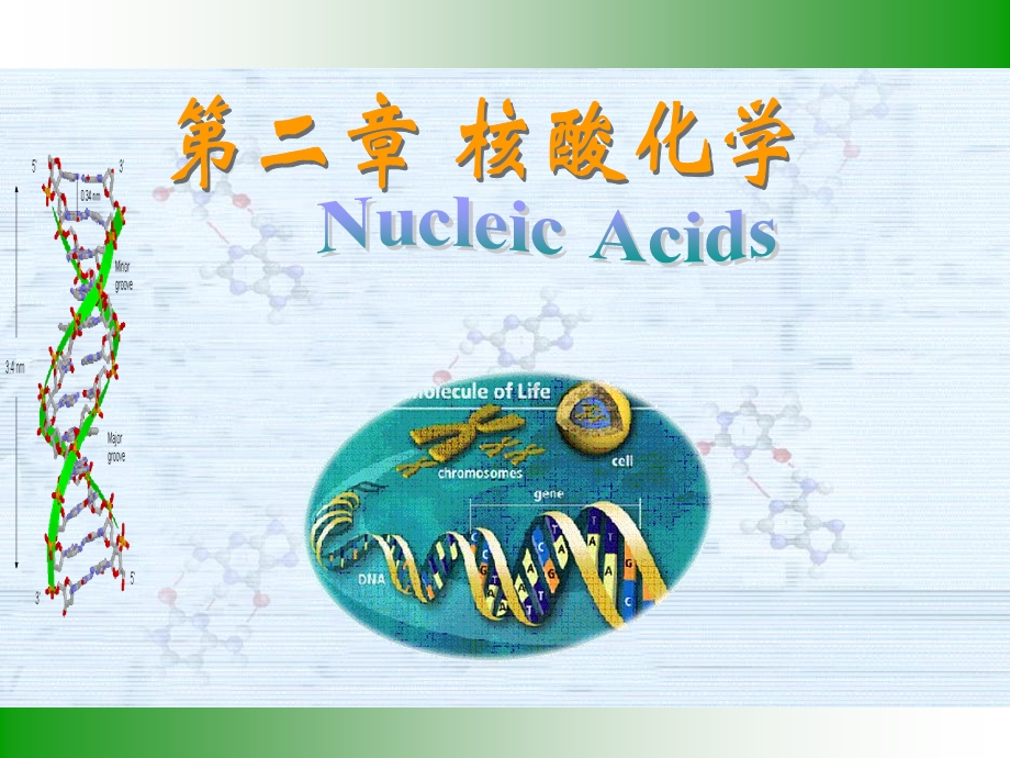 生物化学第二章核酸化学.ppt_第1页