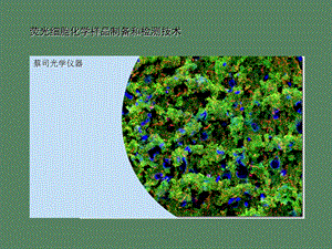 荧光细胞化学样品制备和检测技术.ppt