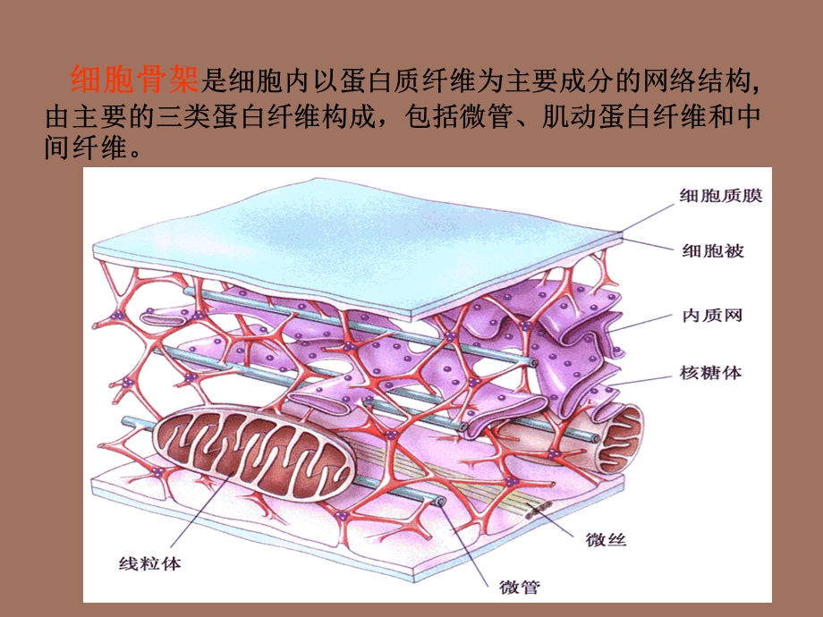 细胞生物学-细胞骨架.ppt_第1页