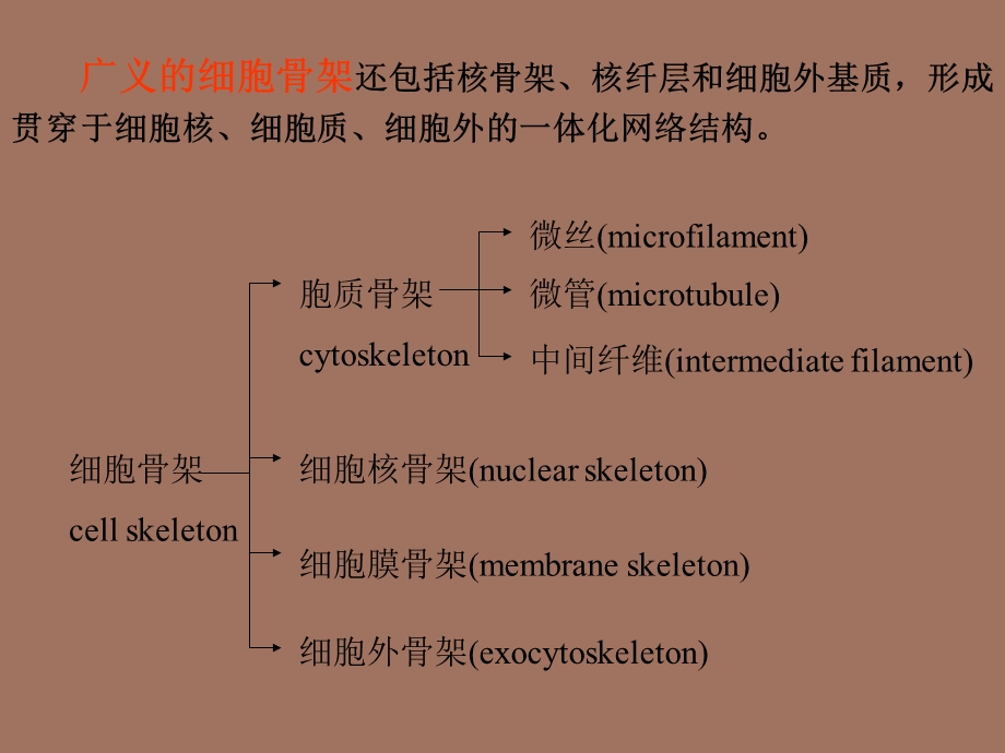 细胞生物学-细胞骨架.ppt_第2页