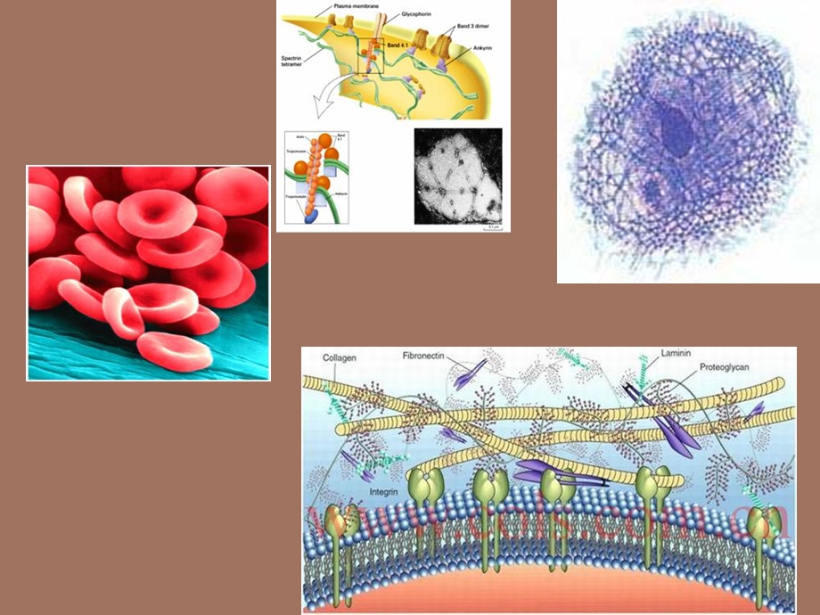 细胞生物学-细胞骨架.ppt_第3页