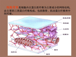 细胞生物学-细胞骨架.ppt