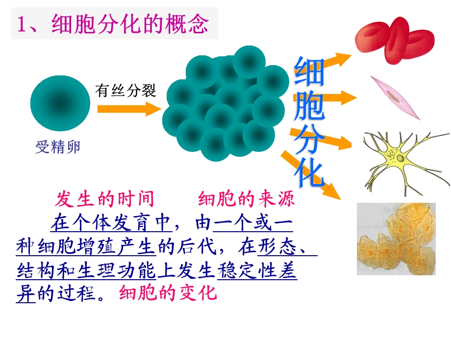 细胞的分化、衰老和凋亡.ppt_第3页