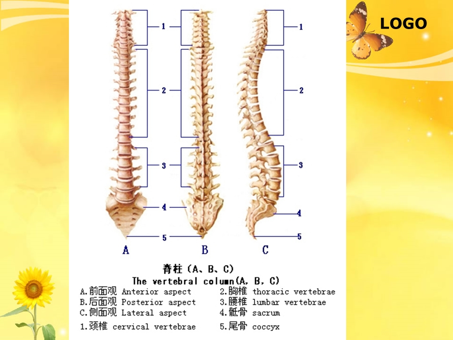 腰椎骨折病人的护.ppt_第2页