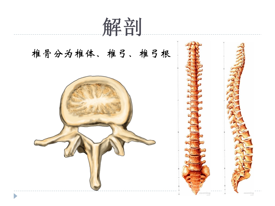 腰椎骨折患者的护理.ppt_第2页