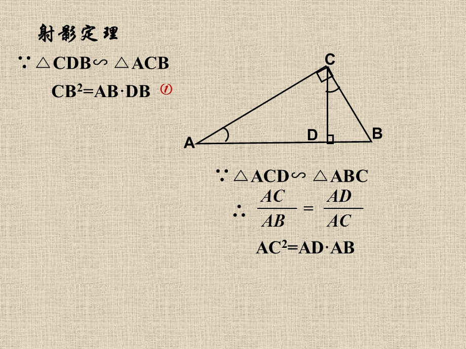 直角三角形相似及相似性质.ppt_第2页