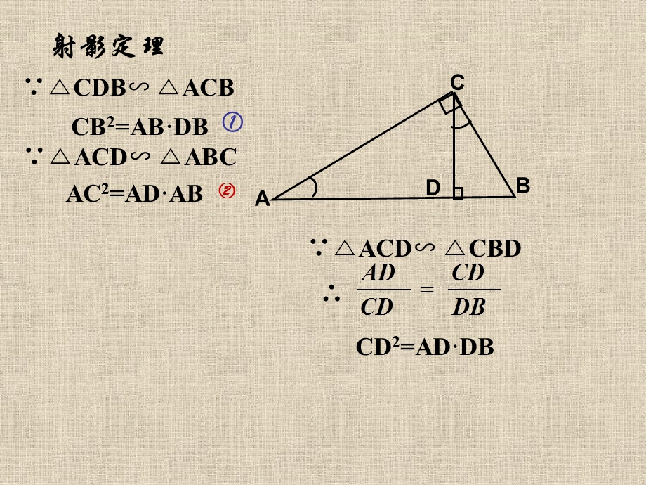 直角三角形相似及相似性质.ppt_第3页