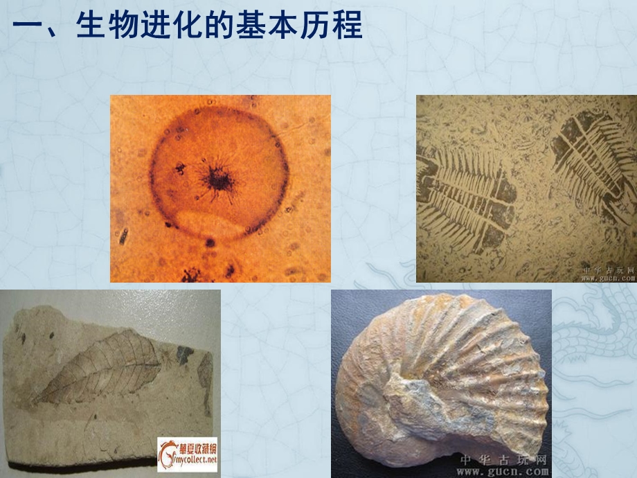 生物进化与生物多样性.ppt_第3页