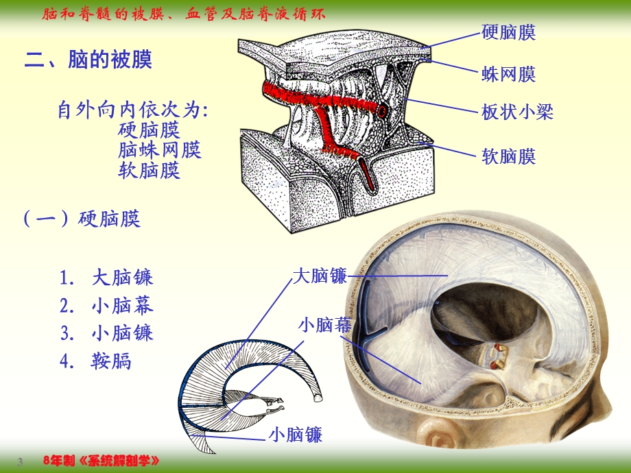 脑和脊髓的被膜、血管及脑脊液循环.ppt_第3页