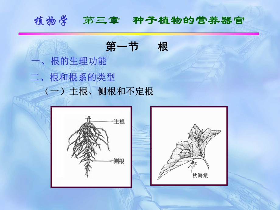 种子植物的营养器官.ppt_第3页