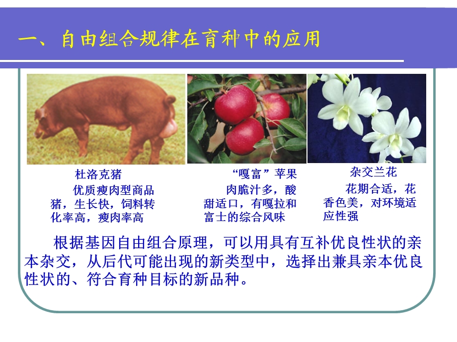 自由组合规律的应用.ppt_第2页