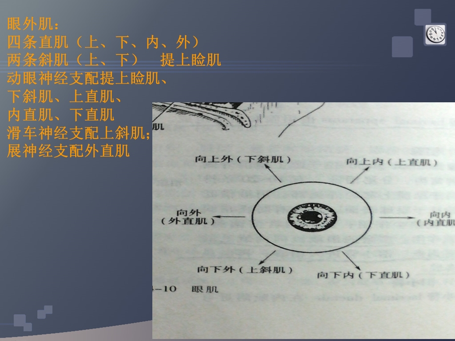 眼及眼眶解剖及常见病变的影像诊断.ppt_第3页