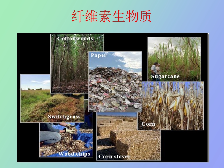 综合讲解纤维素酶.ppt_第2页