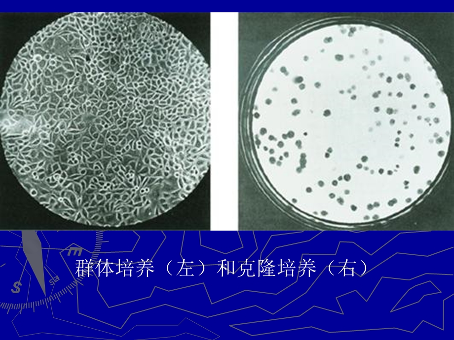 羊水细胞等贴壁细胞培养及其染色体制作.ppt_第3页