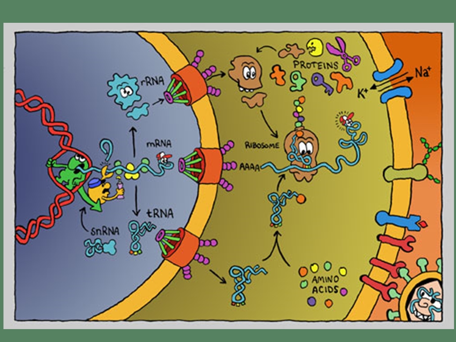 药学分子生物学翻译.ppt_第1页