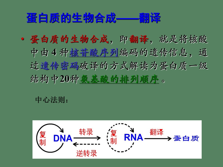 药学分子生物学翻译.ppt_第3页