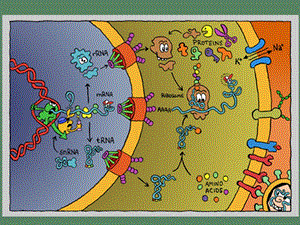 药学分子生物学翻译.ppt