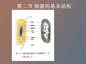 细菌的基本结构.ppt