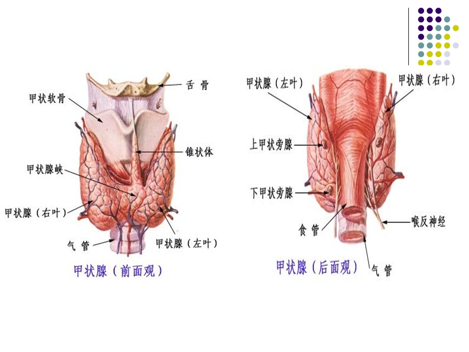 颈部疾病病人护理.ppt_第2页