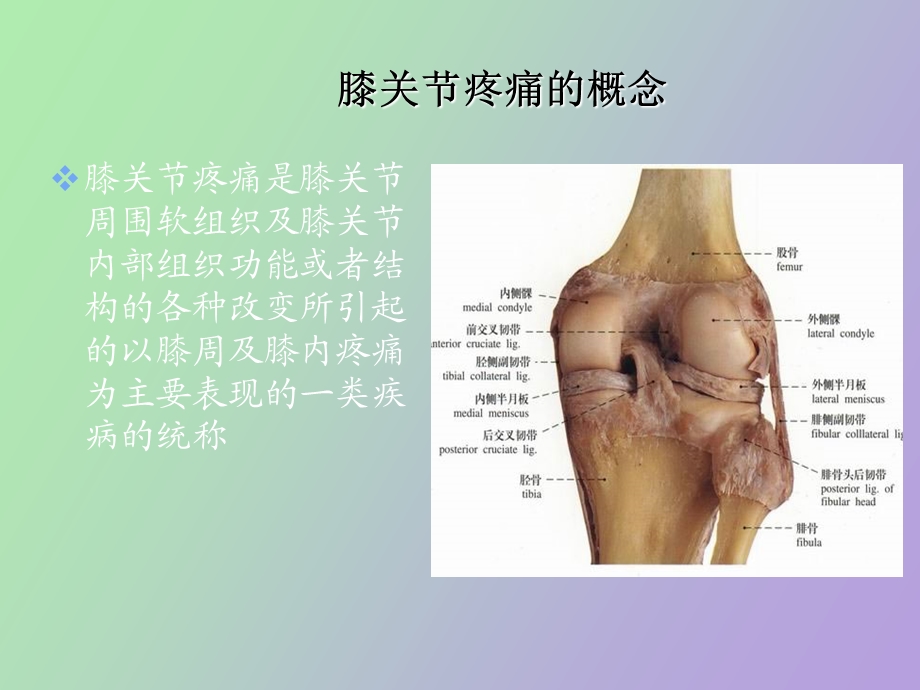 膝关节疼痛的诊疗.ppt_第2页