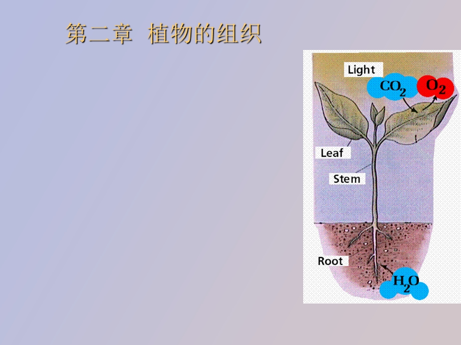 药用植物学组织.ppt_第1页