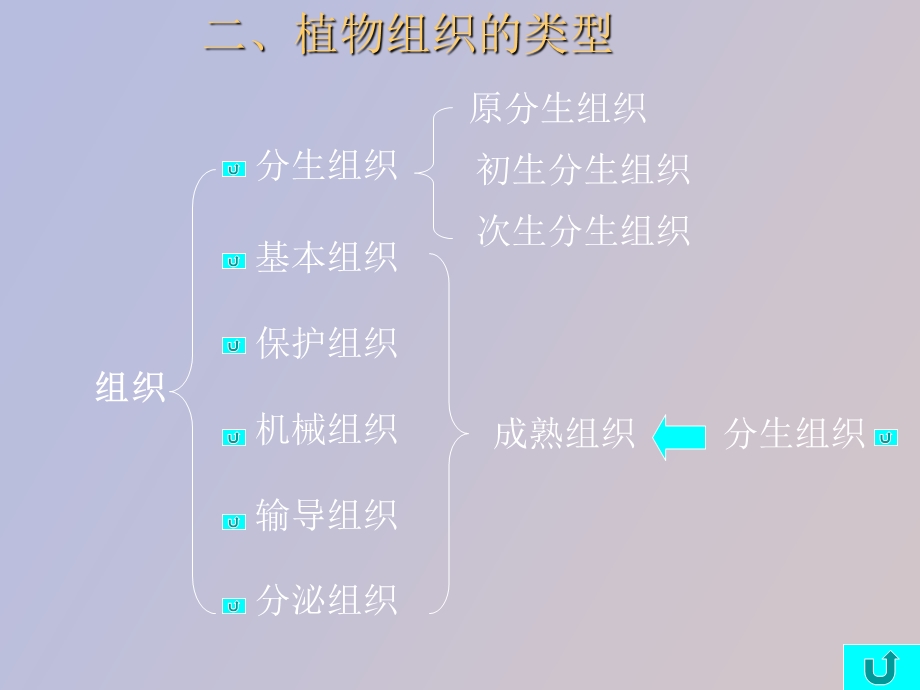 药用植物学组织.ppt_第2页