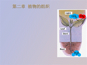 药用植物学组织.ppt