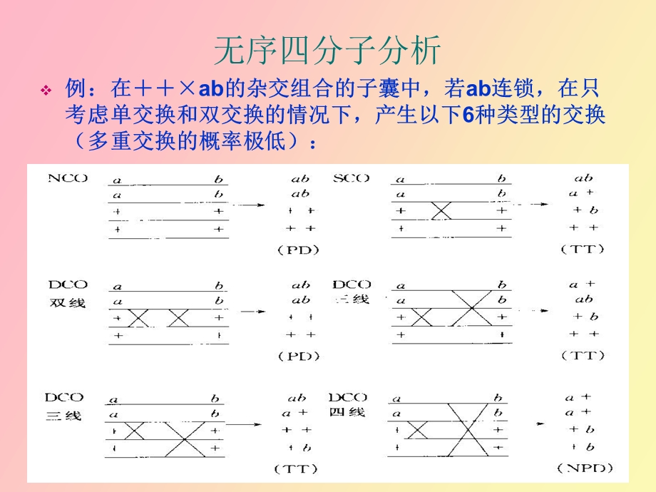 真核生物特殊的染色体作.ppt_第3页