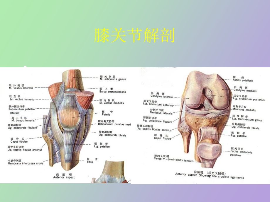 膝关节检查法.ppt_第3页