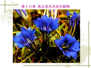 花卉学课件-高山花卉及岩生花卉.ppt