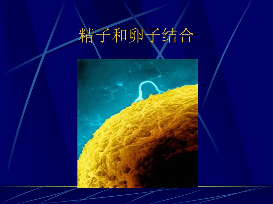 影响心理发展的遗传因素.ppt_第3页