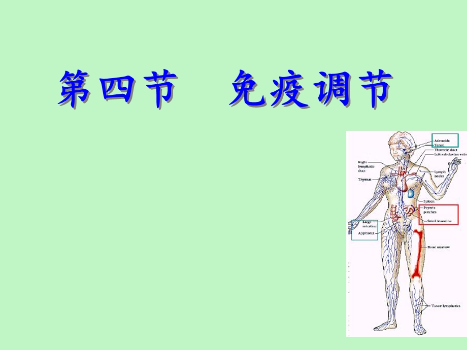 疫调节上课用.ppt_第1页