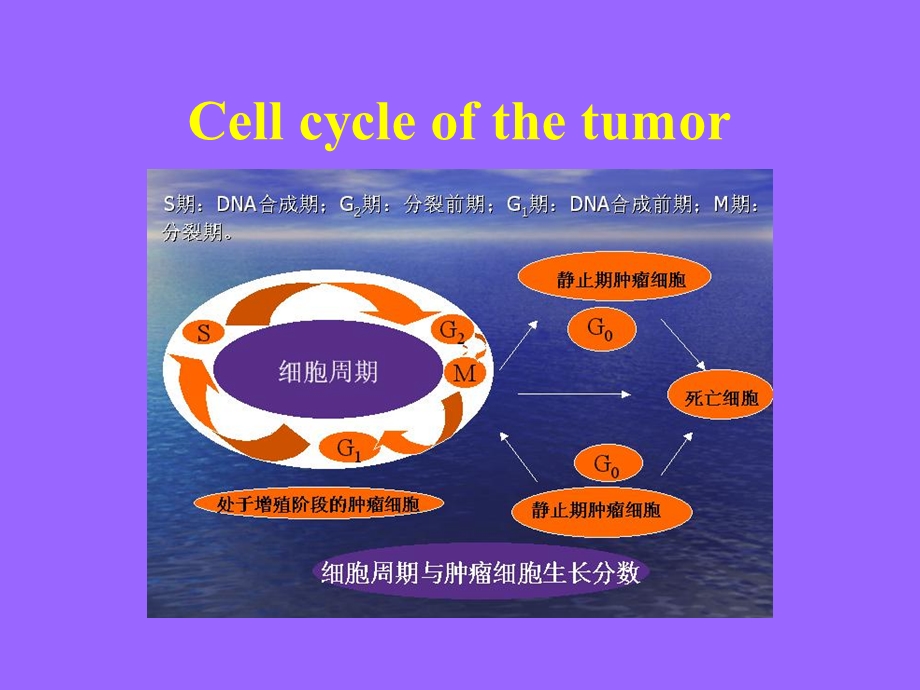 肿瘤tumor上海第九人民医院外科顾岩.ppt_第3页