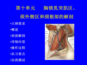 胸锁乳突肌区、颈外侧区及颈根部.ppt