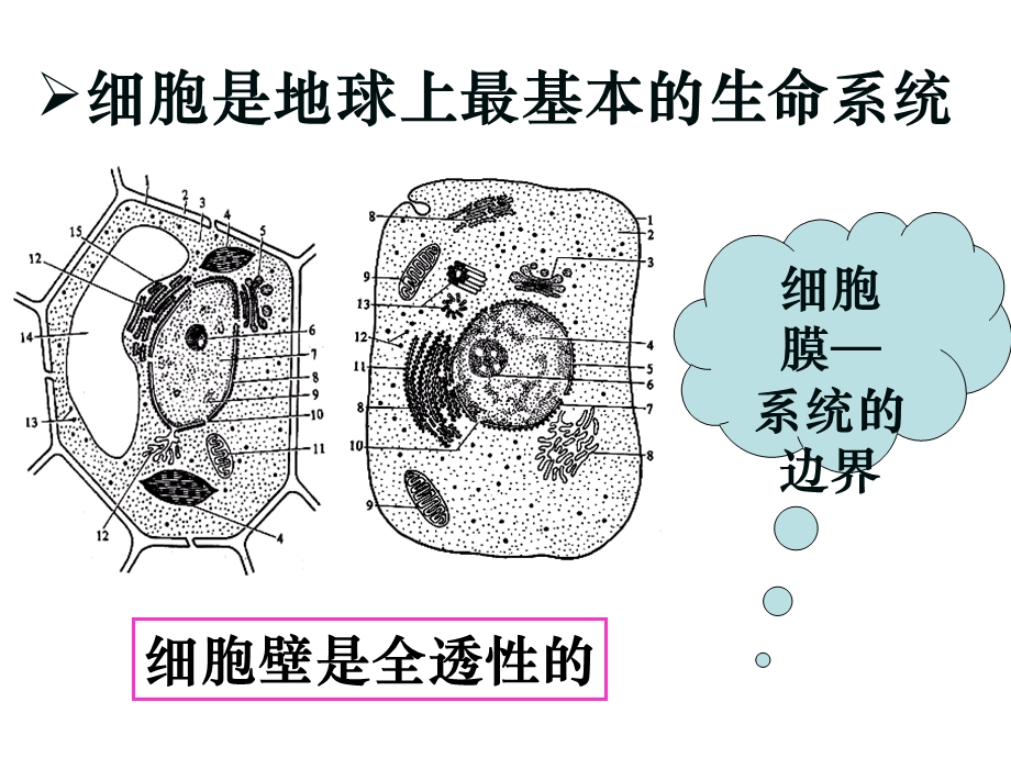 物质跨膜运输的实例(公开课).ppt_第3页