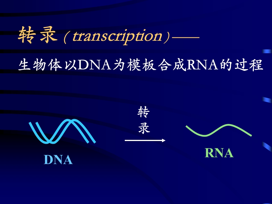 遗传信息的表达.ppt_第2页