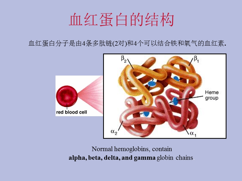 血红蛋白电泳的意义和判断高级.ppt_第3页