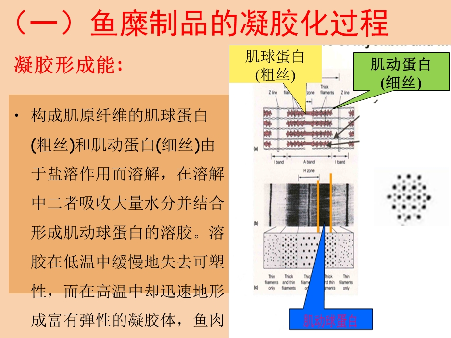 项目四鱼糜加工技术.ppt_第1页