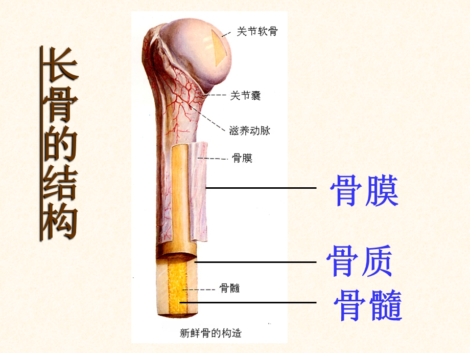 骨硬而不脆坚而不重.ppt_第3页