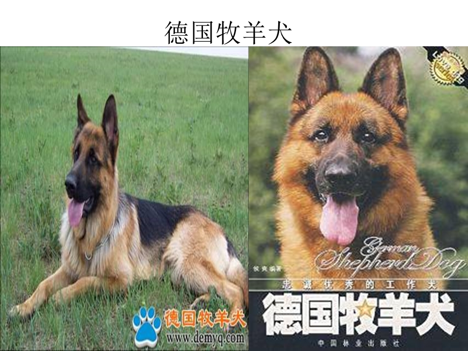 德国牧羊犬.ppt_第2页